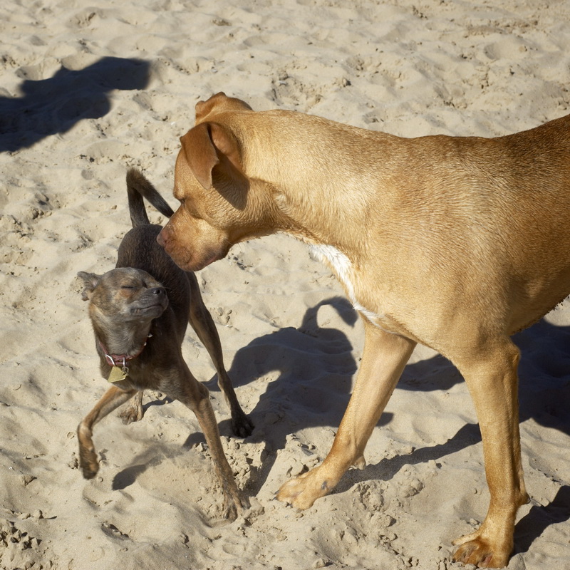 beach play 1