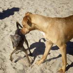 beach play 1